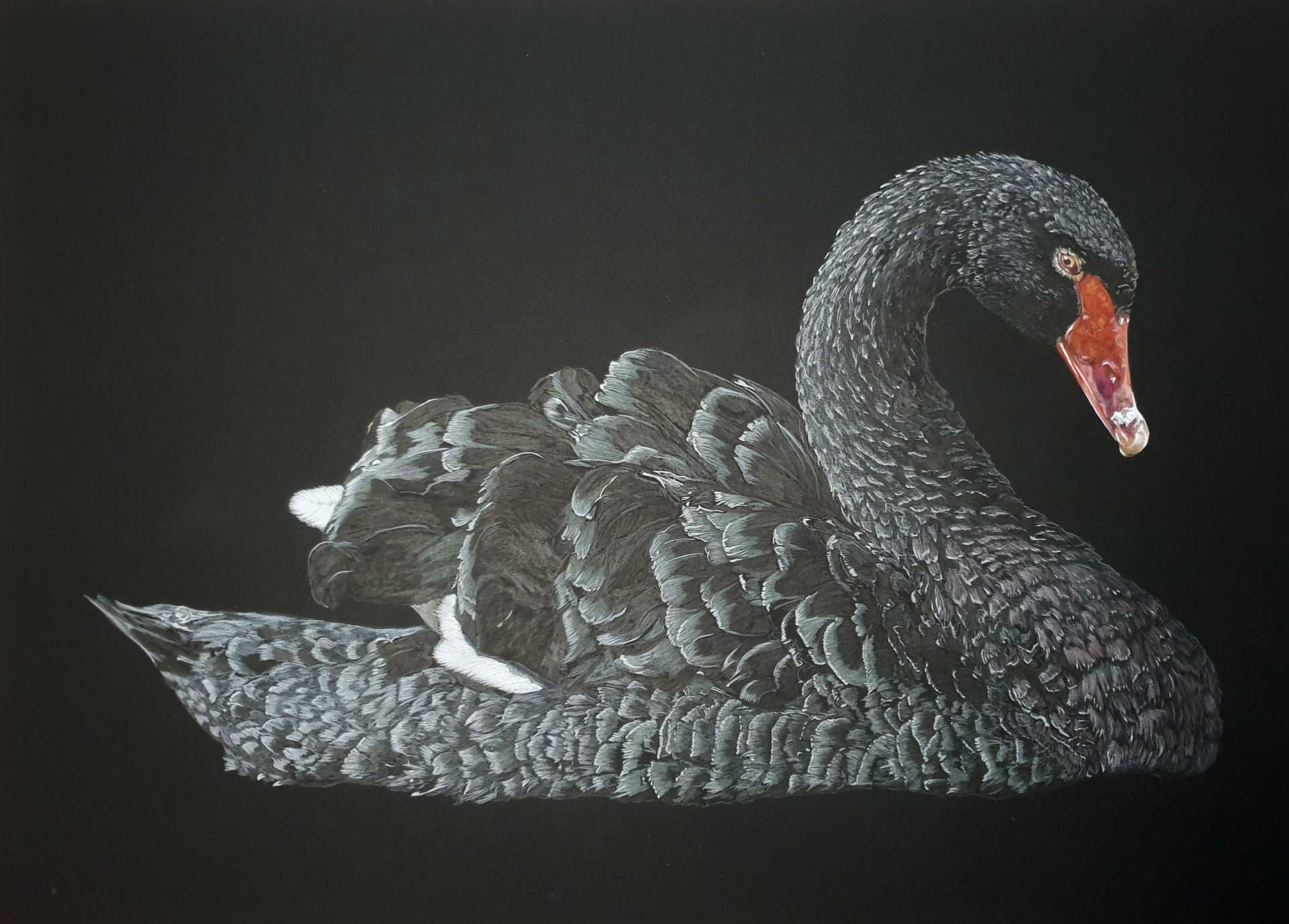 Eleganz in Schwarz (Schwarzer Schwan)