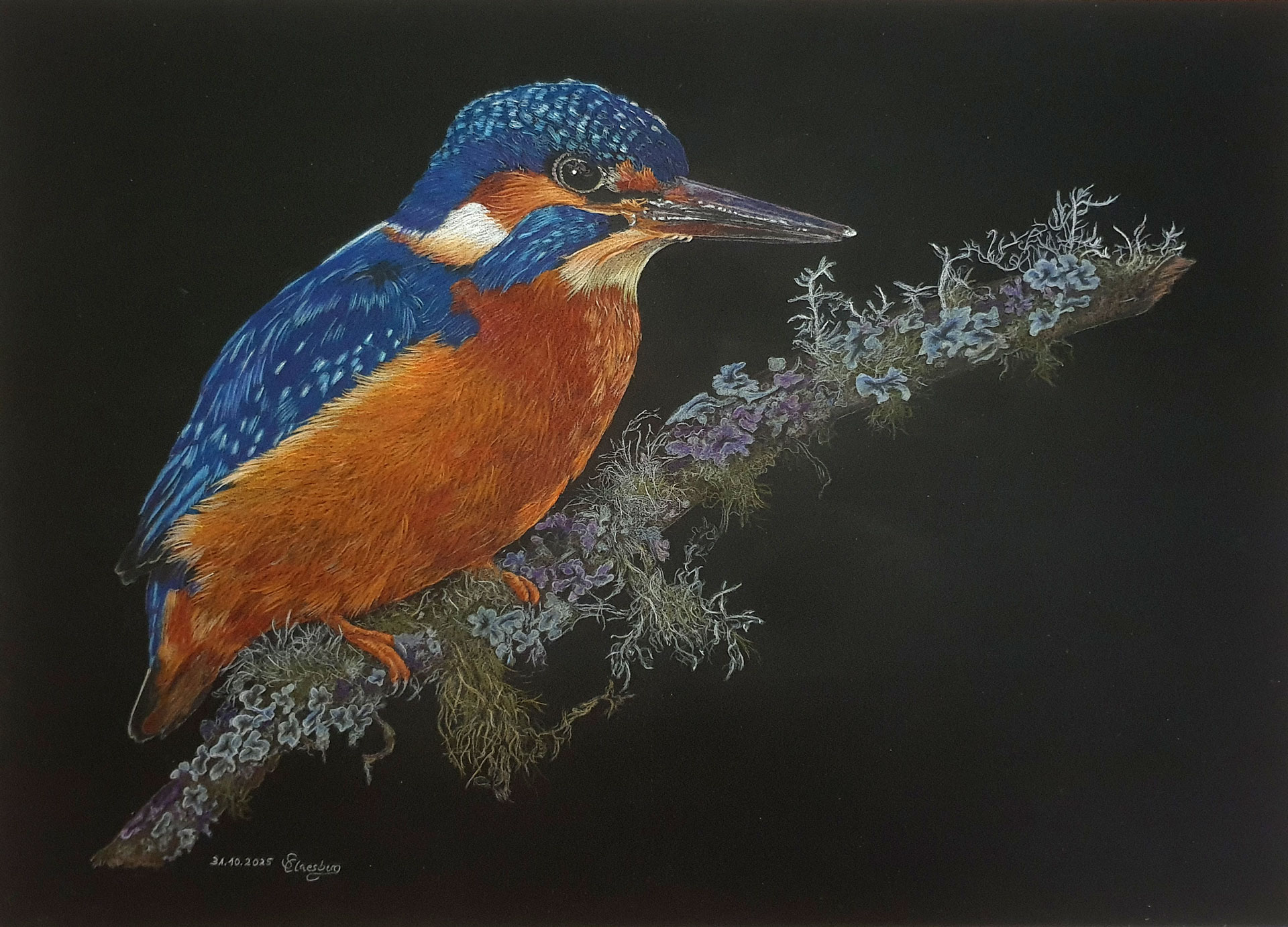 Eisvogel beobachtet auf einem Ast