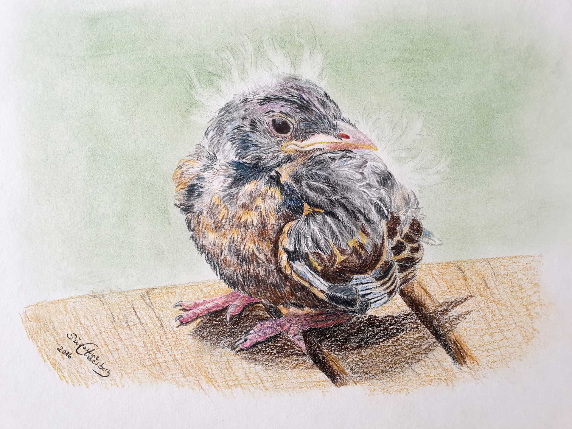 Flaumiger Nestling auf hellem Aquarellpapier gezeichnet