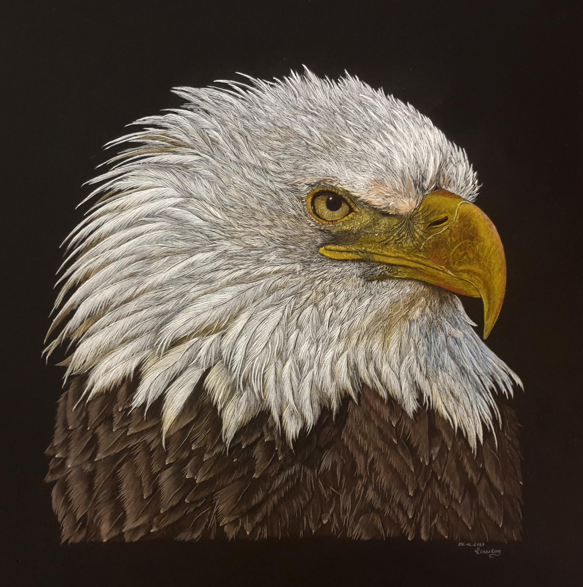 Seeadler