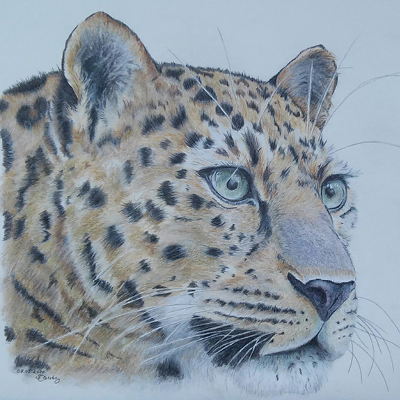 Leopard - 